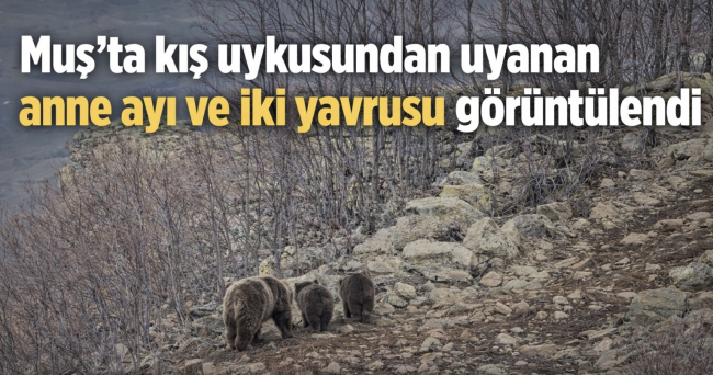 Muş’ta kış uykusundan uyanan anne ayı iki yavrusuyla görüntülendi