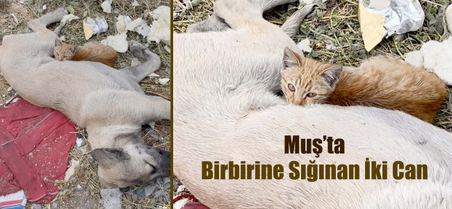 Birbirine Sığınan İki Can: Sokak Hayvanlarının Sessiz Dostluğu