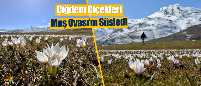 Baharın Müjdecisi Çiğdemler Muş Ovası’nı Süsledi