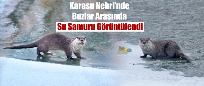 Karasu Nehri’nde Buzlar Arasında Su Samuru Görüntülendi