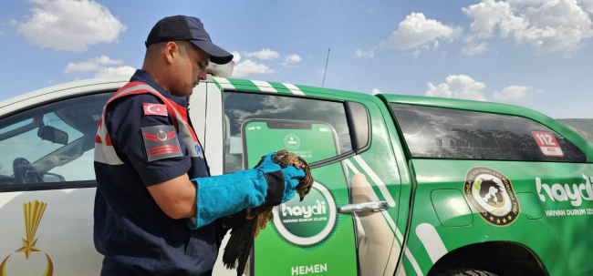 Muş’ta Yaralı Kartal Tedavi Altına Alındı