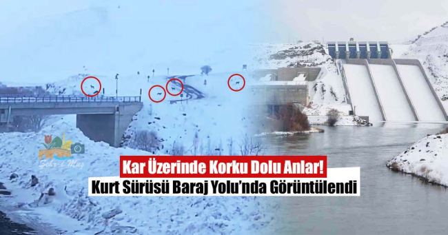Kar Üzerinde Korku Dolu Anlar! Kurt Sürüsü Baraj Yolu’nda Görüntülendi