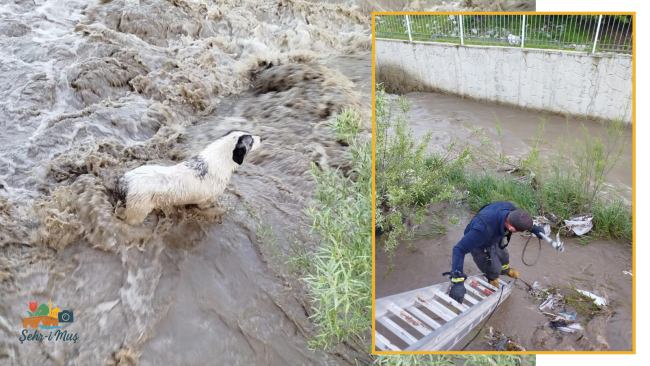 Çar Çayı’na Düşen Köpeği Kurtarmak İsterken Isırıldı