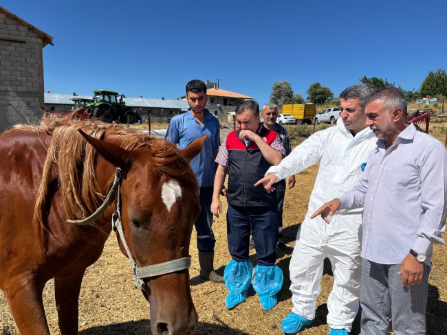 Muş’ta Hayvan Sağlığı İçin Aşılama Çalışmaları Sürüyor