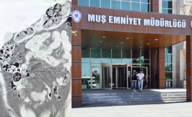 Midelerinde Sakladılar, Muş Polisinden Kaçamadılar