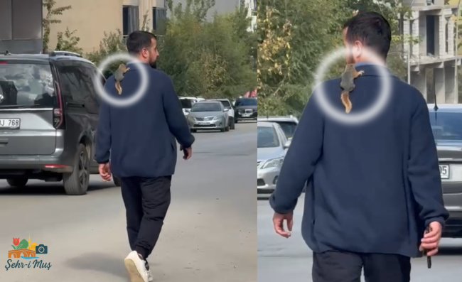 Muş sokaklarında sıra dışı görüntü!