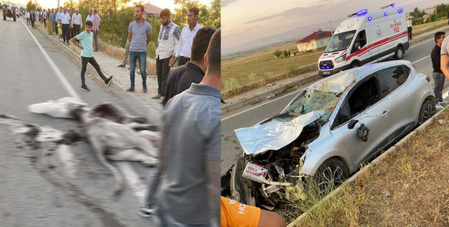 Muş`ta Otomobil Yoldaki İneğe Çarptı, 1 Yaralı