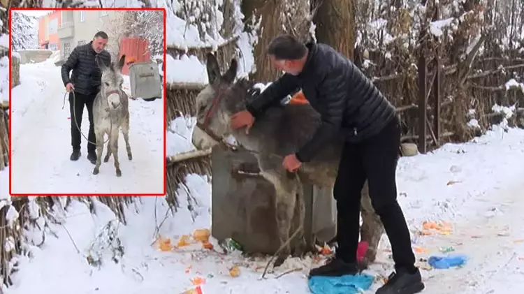 Kışın Ölüme Terk Edilen At ve Eşeklere Muş’ta Bir Yürek Sahip Çıkıyor