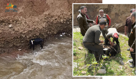 Muş’ta Dereye Düşen İnek Kurtarıldı