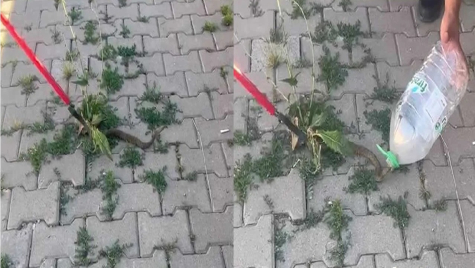 Muş`ta Yılan Paniği İtfaiye Müdahalesiyle Son Buldu